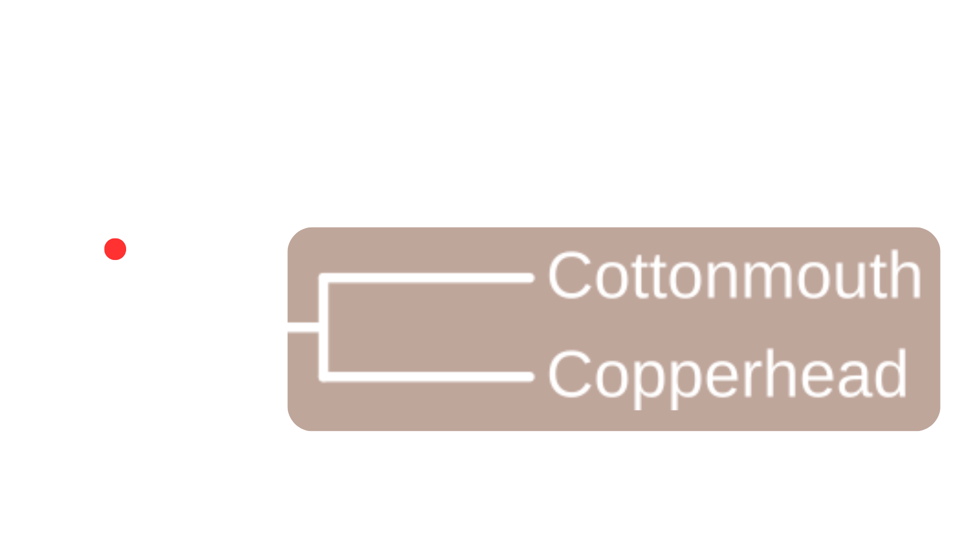 A phylogeny. Tips read from top to bottom: Rattlesnake, CottonMouth, Copperhead. A brown box highlights the Cottonmouth and Copperhead tips as well as their most recent common ancestor. Text below the group reads Genus: Agkistrodon. A red dot is found at the node connecting rattlesnakes with the Agkistrodon group