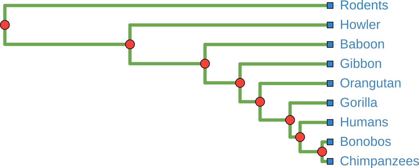 Phylogenetic tree with green branches, red nodes, and blue tips. Tips read from top to bottom: Rodents, Howler, Baboon, Gibbon, Orangutan, Gorilla, Humans, Bonobos, Chimpanzees